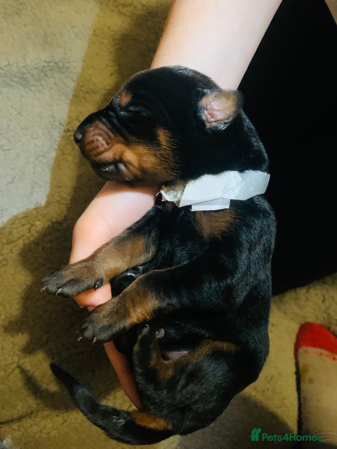 Dobermann dogs for sale: 🏆Supreme Dobermanns - Where Excellence Begins 🏆 - Image 7