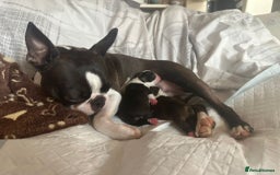 Boston Terrier dogs for sale: Boston Terrier pups  - Image 3