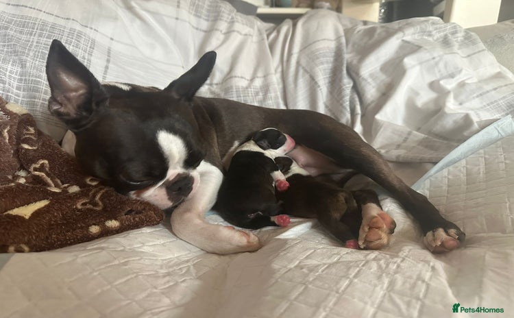 Boston Terrier dogs - Advert 1