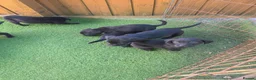 Labrador Retriever dogs for sale: Black labrador puppies  - Advert 8
