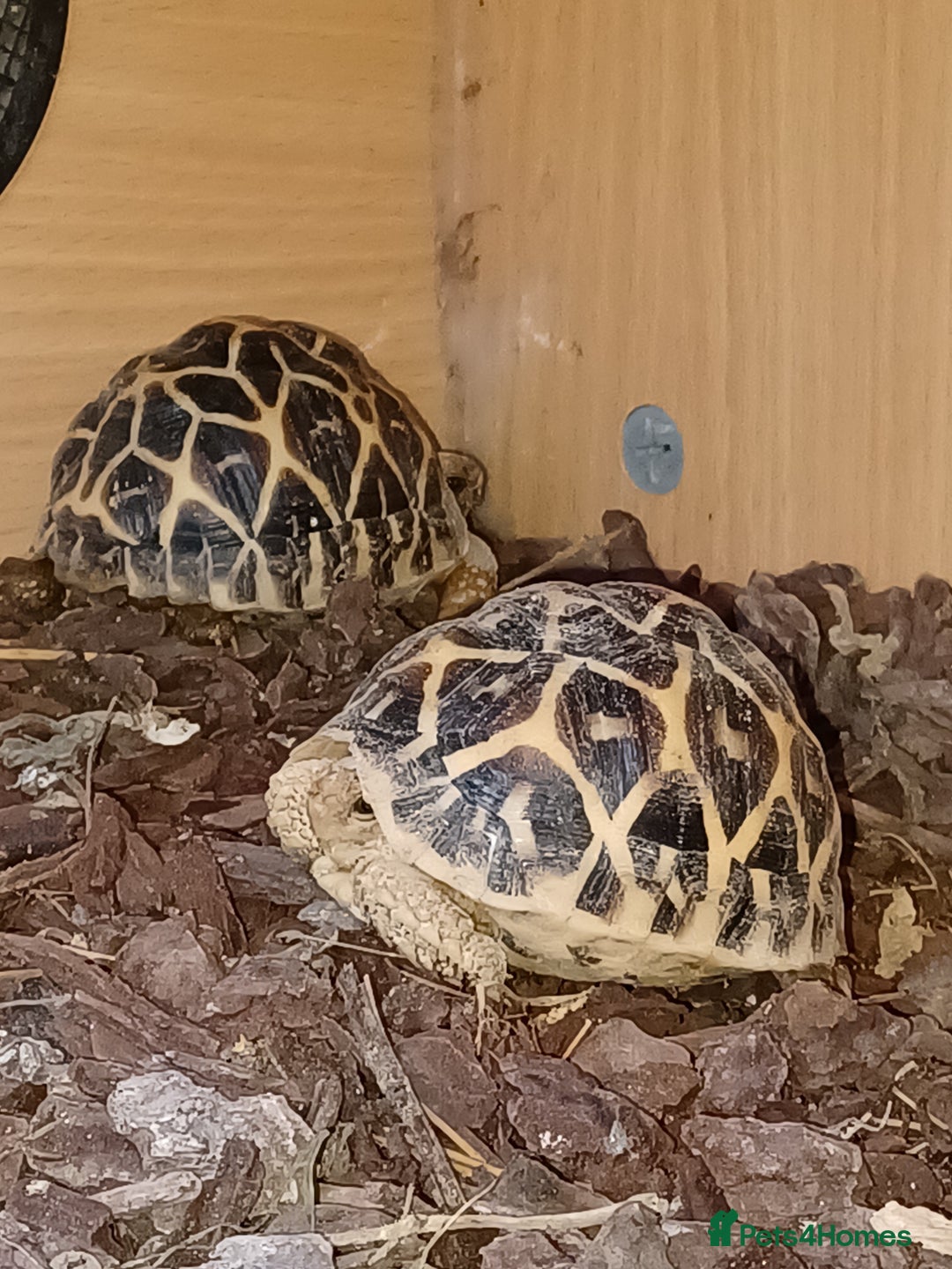 Tortoise reptiles for sale: INDIAN STAR YOUNSTERS UK BRED JULY 2024 - Image 4