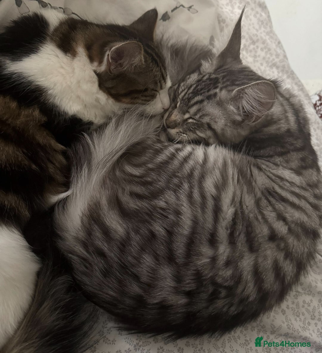 Maine Coon cats for sale: X Maine coon Silver Tabby Female  - Advert 3