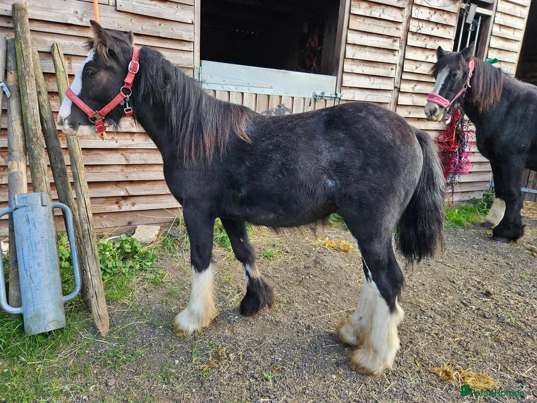 Shetland pony horses for sale: Traditional heavy cob colt yearling to make 14hh - Advert 2