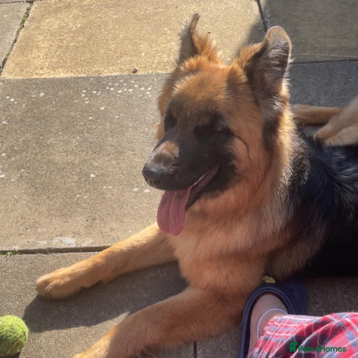 German Shepherd dogs German shepard female 10 months - Advert 17