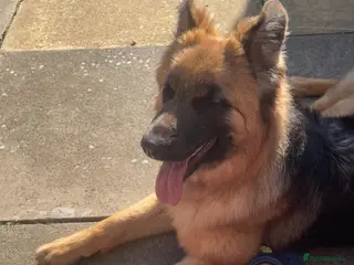 German Shepherd dogs German shepard female 10 months - Advert 17