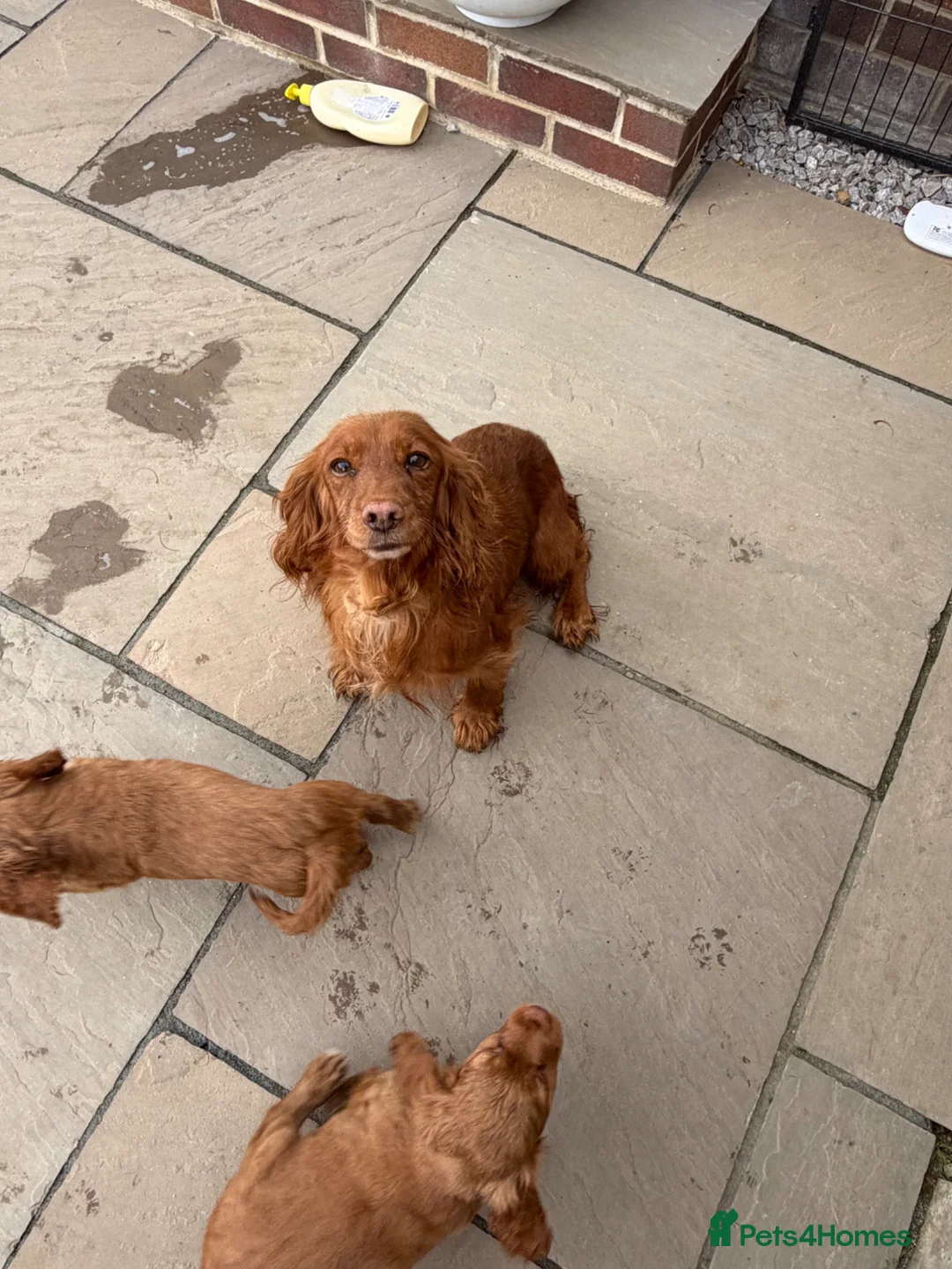 Cocker Spaniel dogs for sale: Working cocker spaniels  - Advert 1