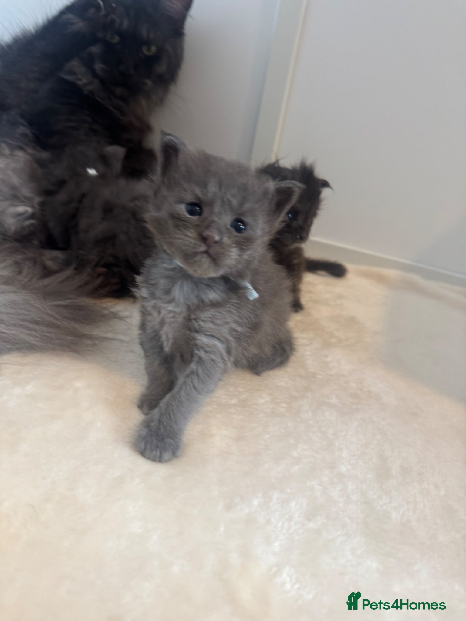 Maine Coon cats TICA Black&Blue Smoke Maine Coons - Advert 17