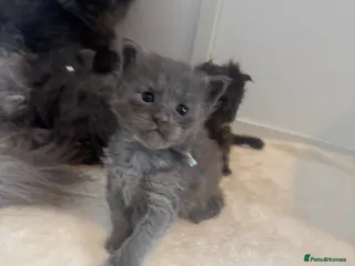 Maine Coon cats TICA Black&Blue Smoke Maine Coons - Advert 17