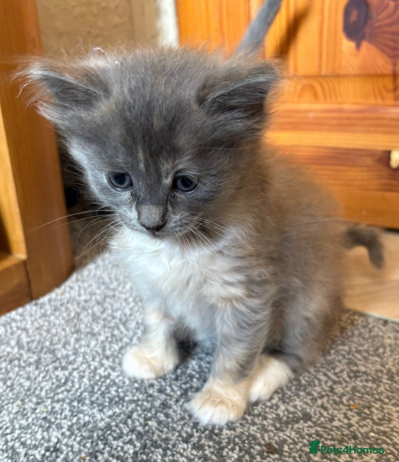 Mixed Breed cats for sale: Beautiful half ragdoll kittens 💖 - Advert 13