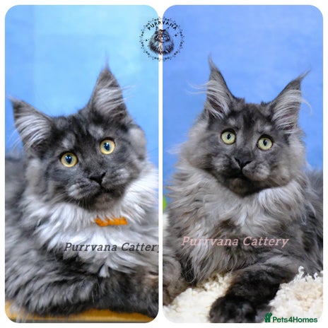 Maine Coon cats - Advert 4