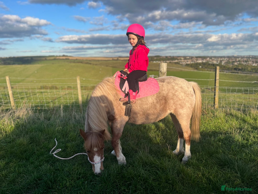 Welsh Section A horses for sale: Toni The Pony 10.3hh Mare 🦄 - Image 6