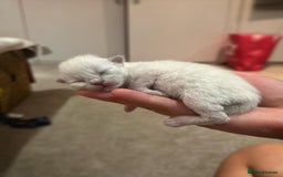 Ragdoll cats for sale: Ragdoll kittens for sale  - Image 8