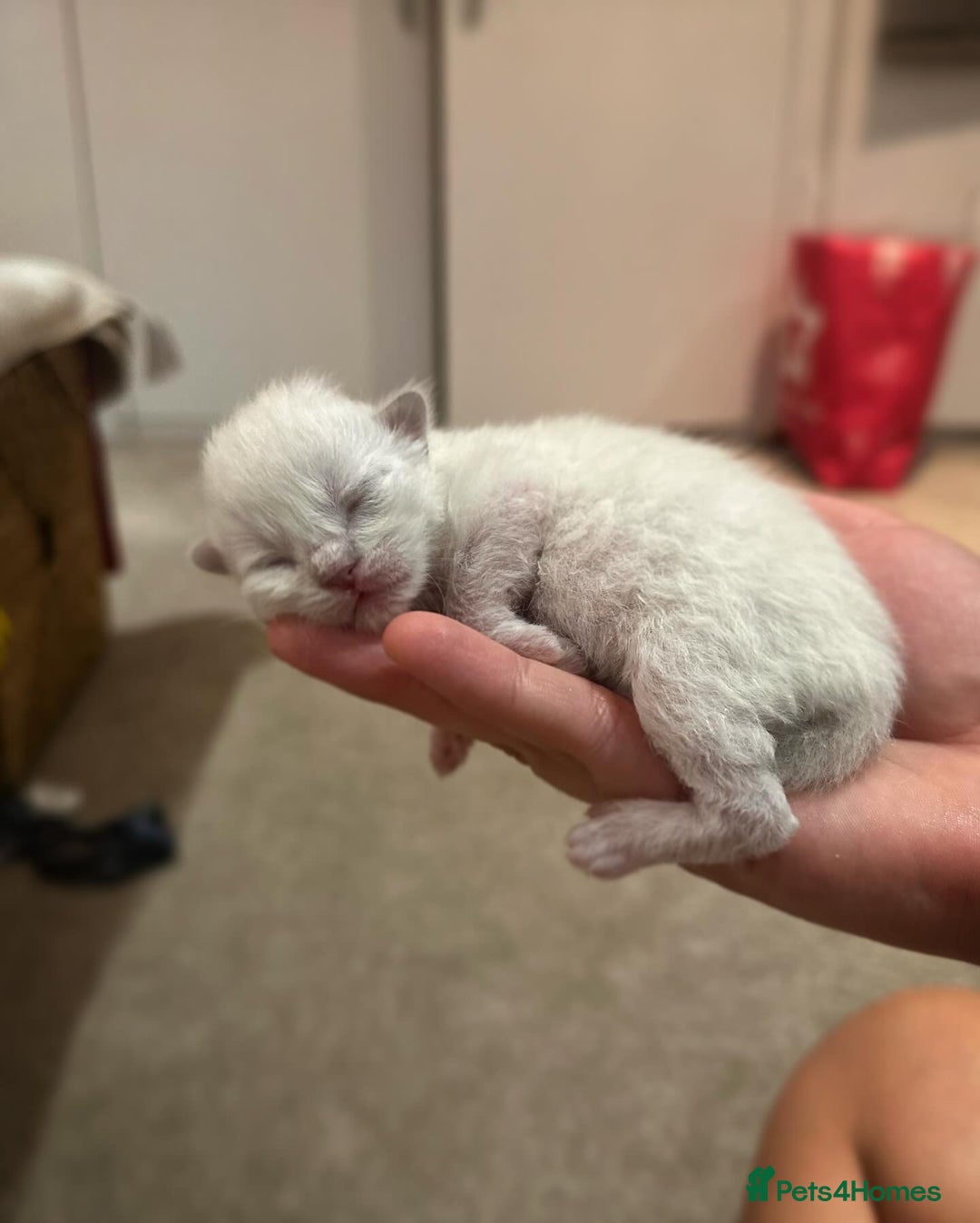 Ragdoll cats for sale: Ragdoll kittens for sale  - Image 8