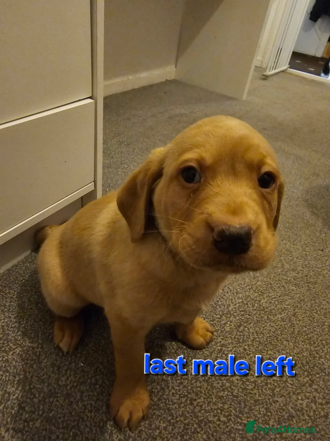 Labrador Retriever dogs for sale: Kc registered labrador pups  - Advert 4