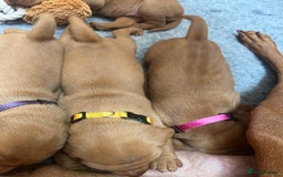 Hungarian Vizsla dogs for sale: 1CHUNKY DEEP RED HUNGARIAN VIZSLA GIRL PUPPY LEFT - Image 9