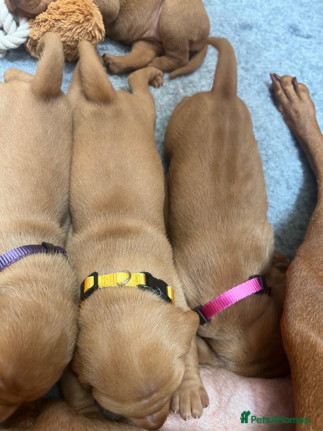 Hungarian Vizsla dogs for sale: 1CHUNKY DEEP RED HUNGARIAN VIZSLA GIRL PUPPY LEFT - Image 9