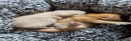Exotic cats for sale: Full pedigree exotic kittens in Saint Helens - Advert 8