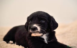 Cocker Spaniel dogs for sale: Stunning KC Cocker Spaniels DNA & EYE-checked - Image 2