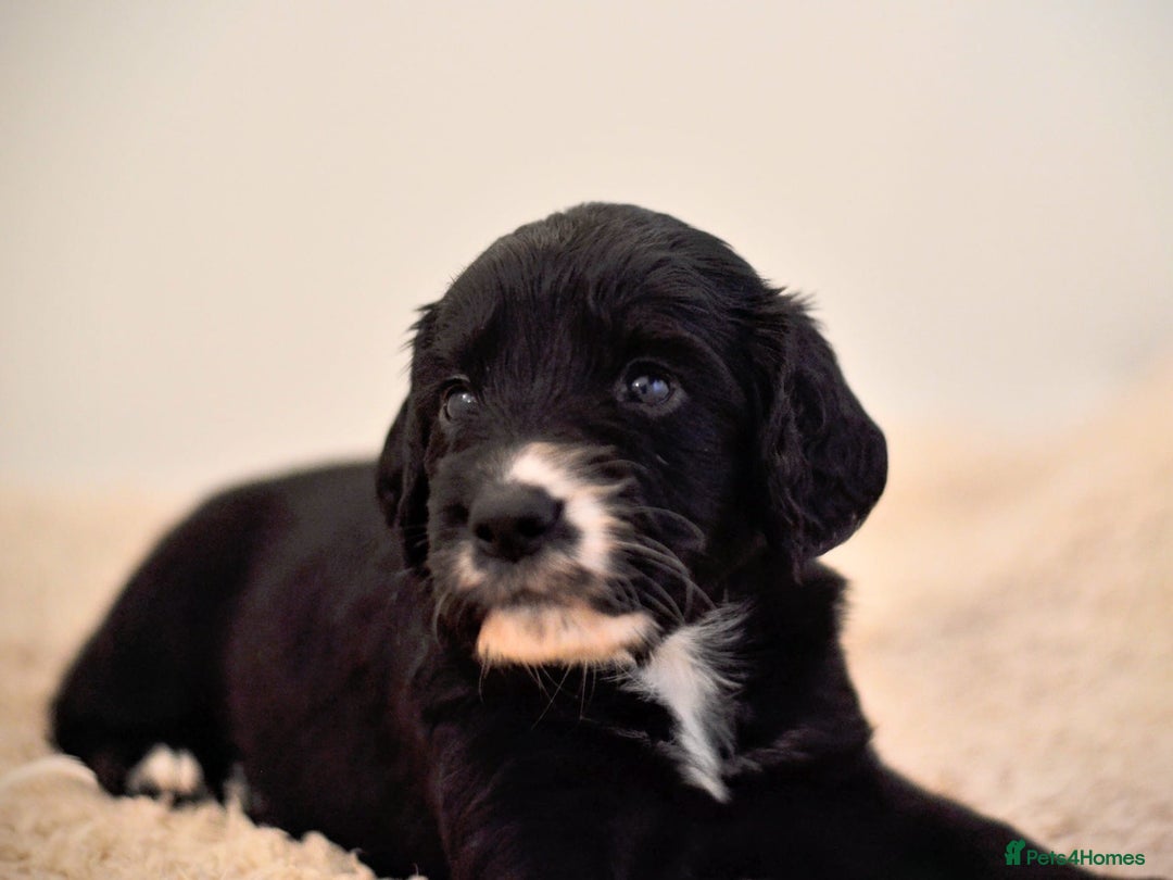 Cocker Spaniel dogs for sale: Stunning KC Cocker Spaniels DNA & EYE-checked - Image 2