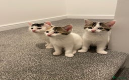 Mixed Breed cats for sale: Adorable Half-Manx Kittens 🐾 - Image 27
