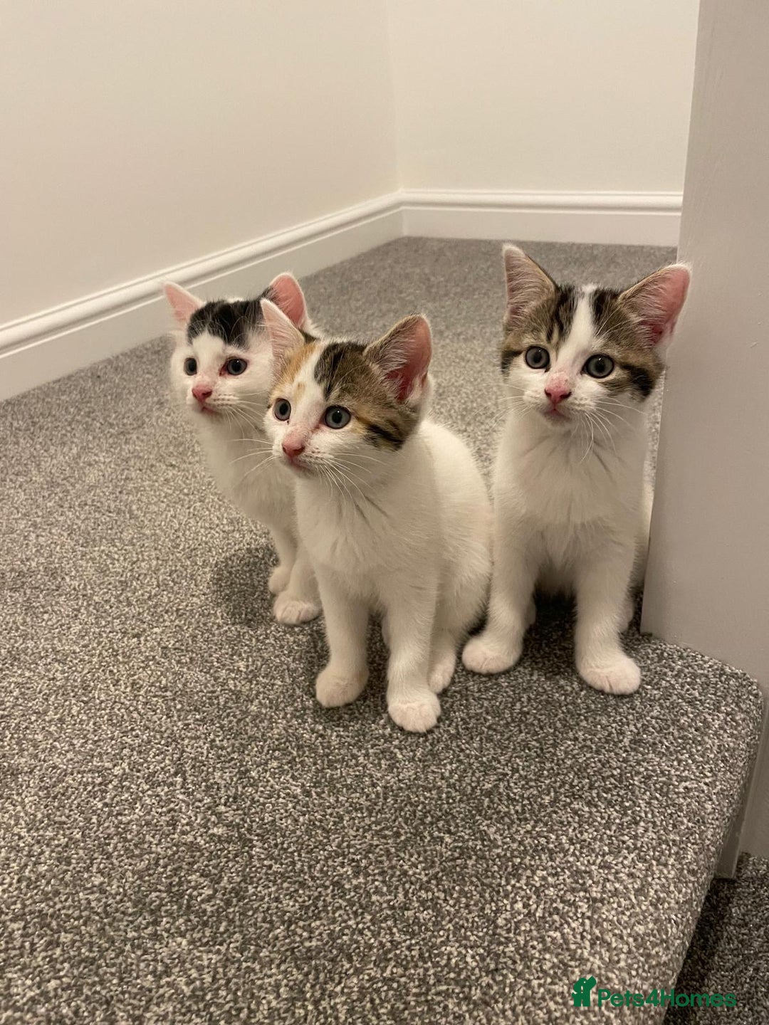 Mixed Breed cats for sale: Adorable Half-Manx Kittens 🐾 - Image 27