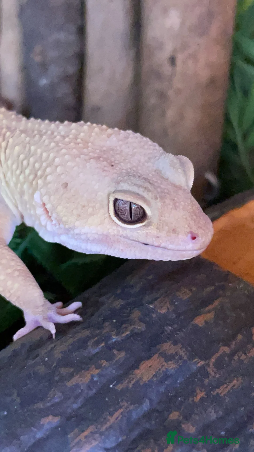 Leopard Gecko reptiles for sale: Male Leopard Gecko & Setup - Advert 5