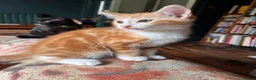 Mixed Breed cats for sale: Four varied mixed breed kittens - Advert 15