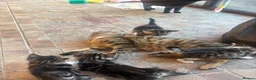 Mixed Breed cats for sale: Kittens for sale ❤️ in Southend-on-Sea - Advert 7