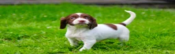 English Springer Spaniel dogs for sale: Working Line Liver And White Springer Spaniels - Advert 24
