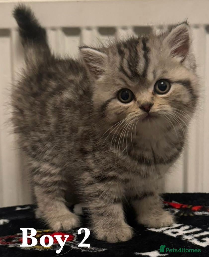 British Shorthair cats British shorthair X Persian kittens for sale ready - Advert 2