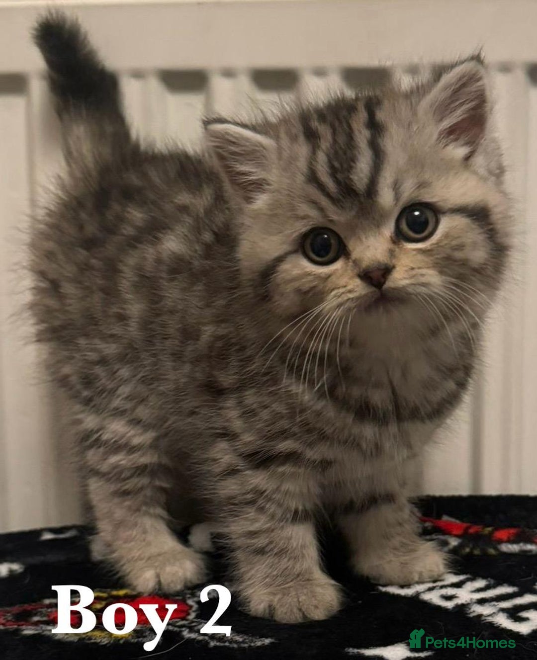 British Shorthair cats for sale: British shorthair X Persian kittens for sale ready - Advert 1
