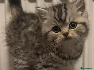 British Shorthair cats British shorthair X Persian kittens for sale ready - Advert 12