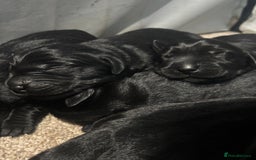 Goldador dogs for sale: Beautiful chunky goldador puppies  - Image 2