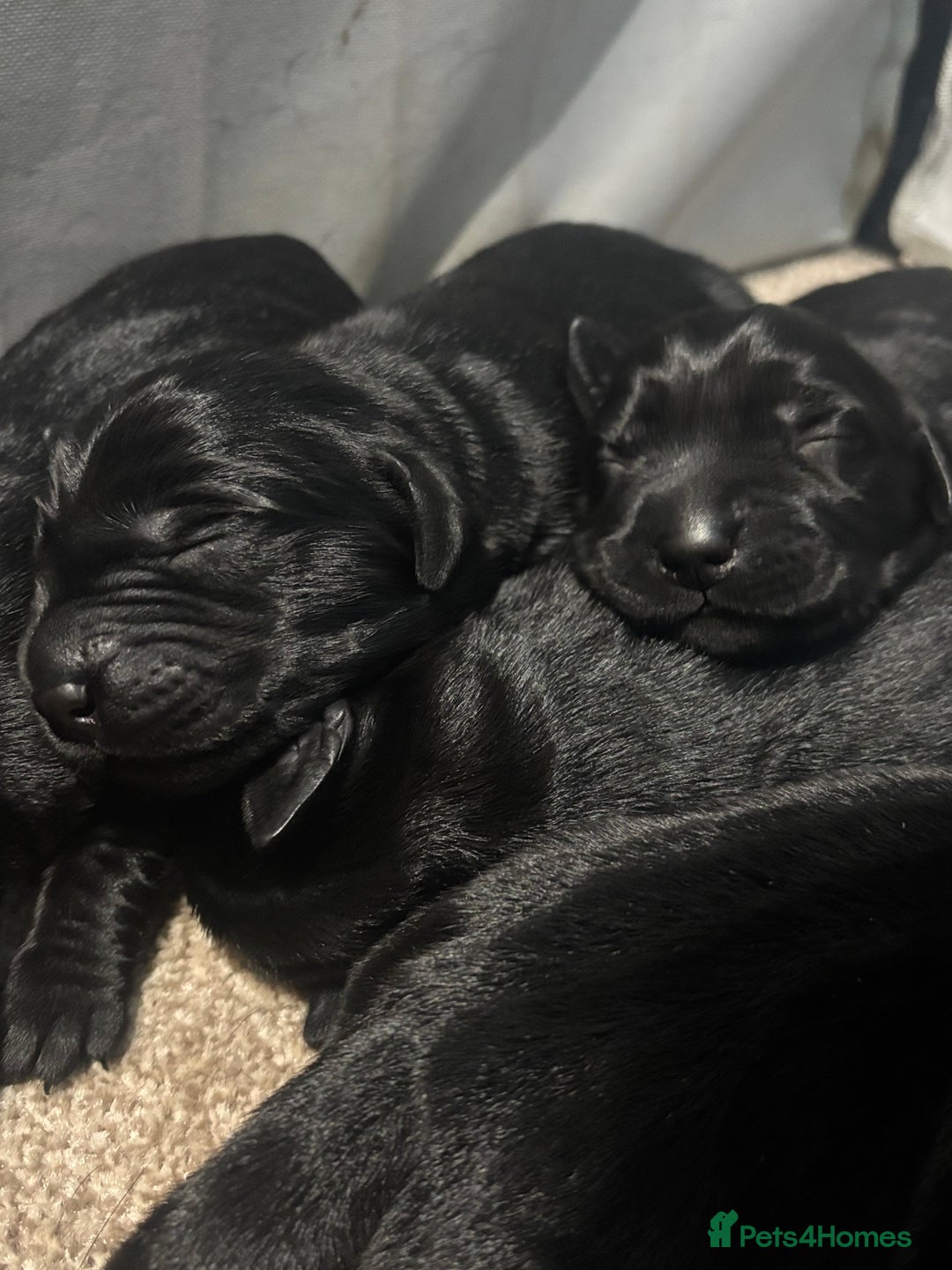 Goldador dogs for sale: Beautiful chunky goldador puppies  - Image 2