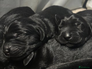 Goldador dogs - Advert 1