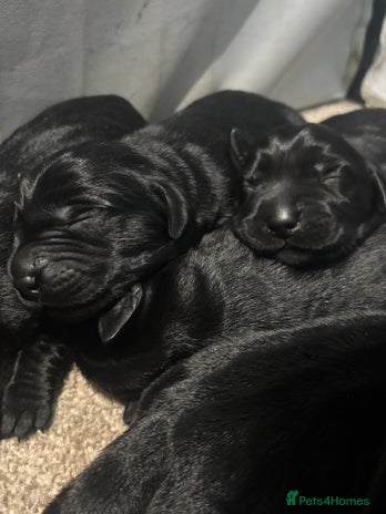 Goldador dogs - Advert 3