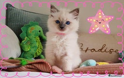 Ragdoll cats for sale: Top-Quality Pedigree Ragdoll Kittens - 3 AVAILABLE - Image 1