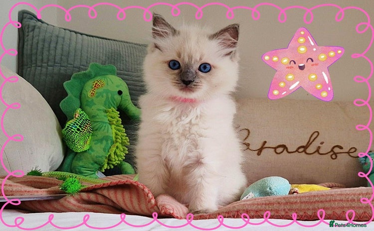 Ragdoll cats - Advert 11