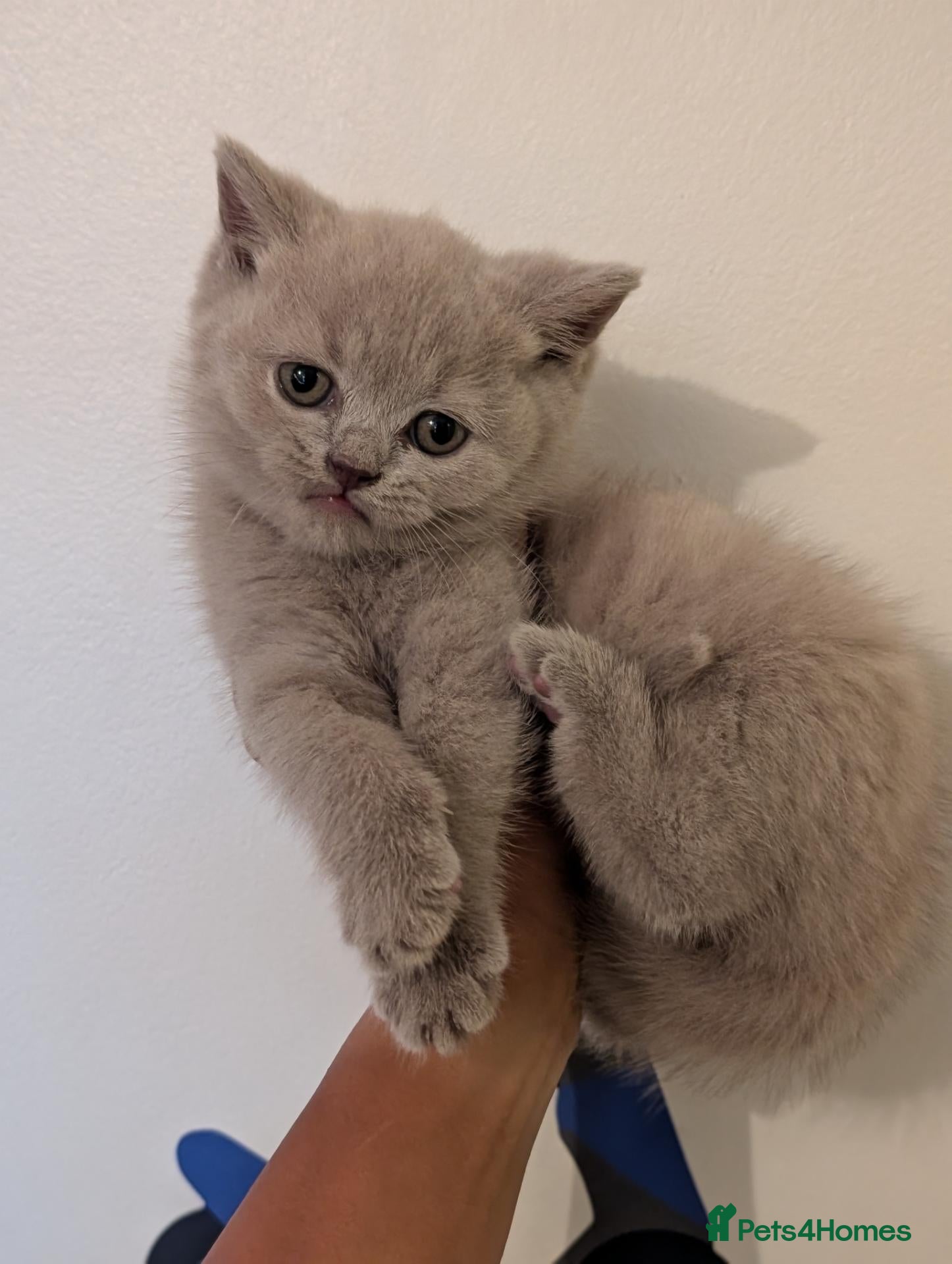 British Shorthair cats British shorthair lilac female kitten  - Advert 11