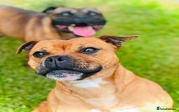 Staffordshire Bull Terrier dogs for sale: 7 Red Staffordshire Bull Terrier pups  - Advert 17