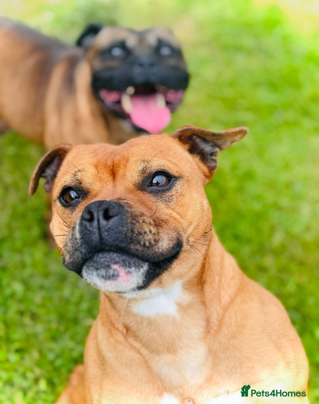 Staffordshire Bull Terrier dogs for sale: 7 Red Staffordshire Bull Terrier pups  - Advert 17