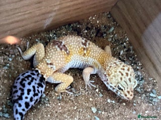 Leopard Gecko reptiles Leopard Ghekko Female with Full setup - Advert 1