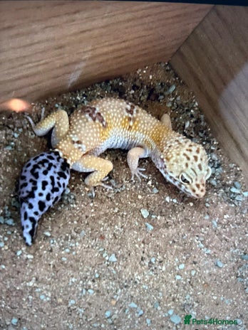 Leopard Gecko reptiles Leopard Ghekko Female with Full setup - Advert 1