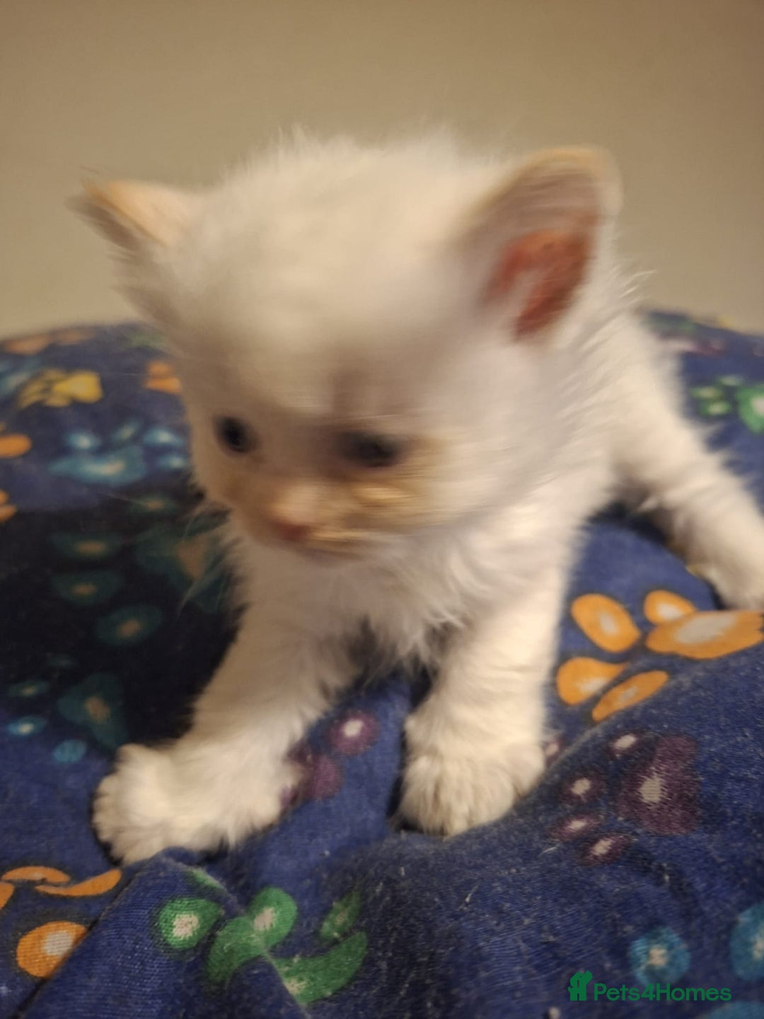 Ragdoll cats for sale: Beautiful Ragdoll kittens male and Female . - Advert 9