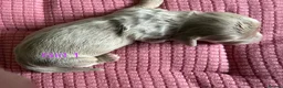 Miniature Dachshund dogs for sale: Four Beautiful Miniature Dachshund Puppies - Advert 29