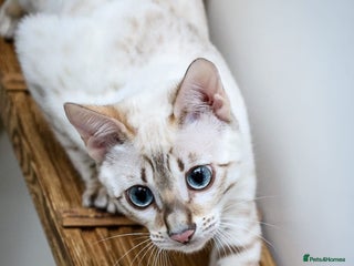 Bengal cats Beautiful Silver Lynx Bengal Kitten - Advert 10