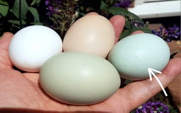 Chickens poultry for sale: Blue British tailed Araucana boy  - Image 16
