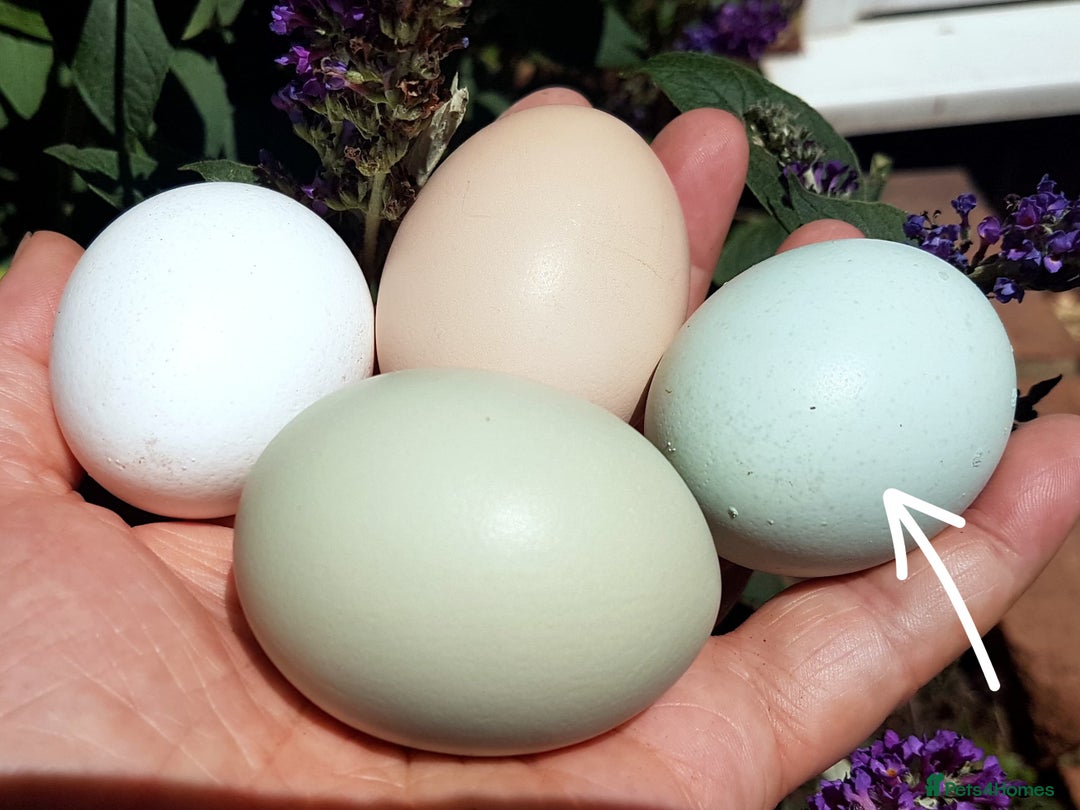 Chickens poultry for sale: Blue British tailed Araucana boy  - Image 16