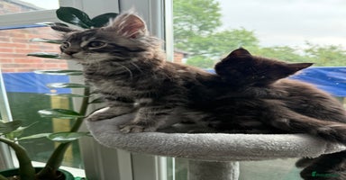 Maine Coon cats in Greenford - Advert 14