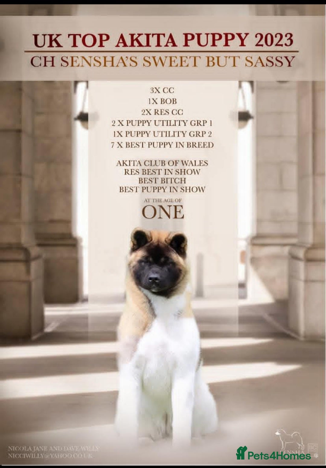 Akita dogs Long coat akita puppy from UK Champ parents  - Advert 11